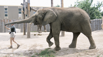 elephanttrainer